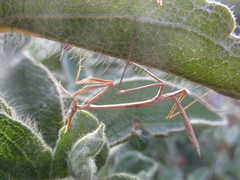 Hypsicorypha gracilis
