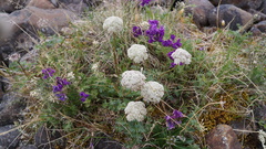 Oxytropis arctica
