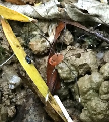Pseudogagrella splendens