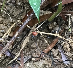 Pseudogagrella splendens