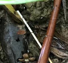 Pseudogagrella splendens