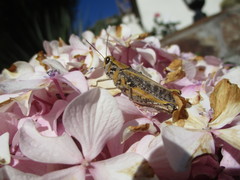 Calliptamus plebeius