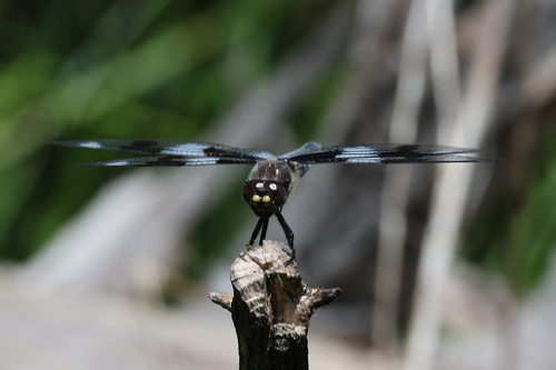 iNaturalist observation photo of Eight-spotted Skimmer