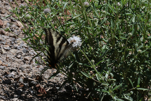 iNaturalist observation photo of Pale Swallowtail
