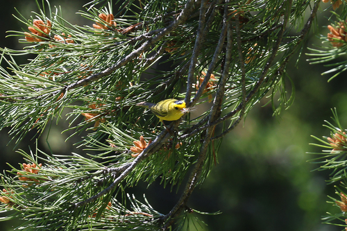 iNaturalist observation photo of Wilson's Warbler