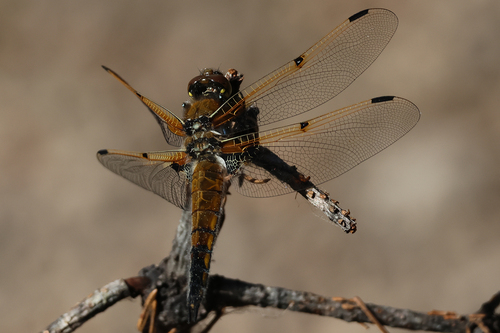 iNaturalist observation photo of Four-spotted Skimmer