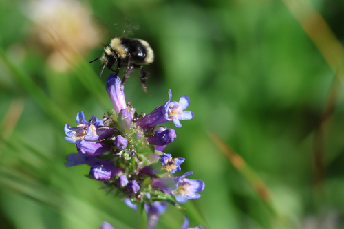 iNaturalist observation photo of Van Dyke's Bumble Bee