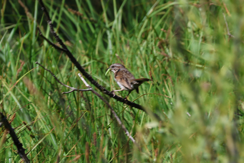 iNaturalist observation photo of Song Sparrow