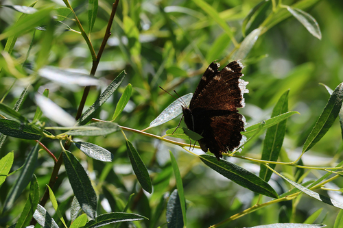 iNaturalist observation photo of Mourning Cloak
