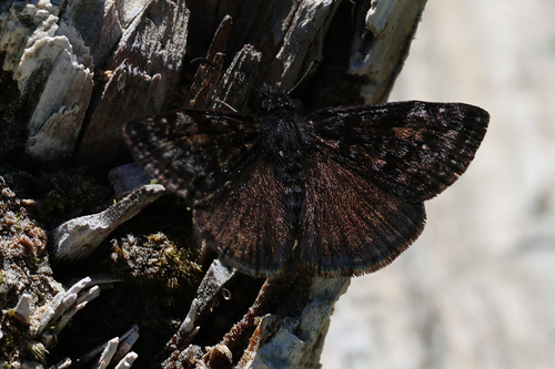 iNaturalist observation photo of Pacuvius Duskywing
