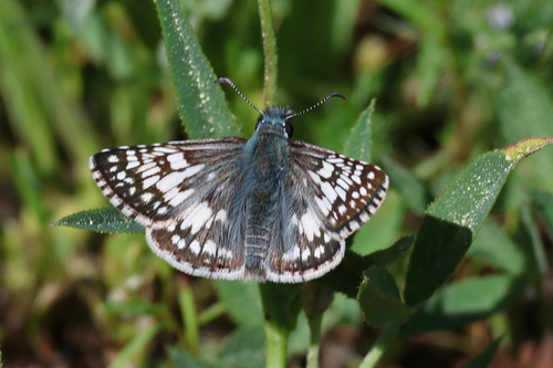 iNaturalist observation photo of Common Checkered-Skipper