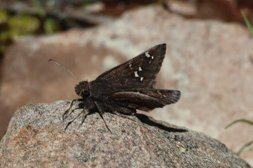 iNaturalist observation photo of Cloudywings