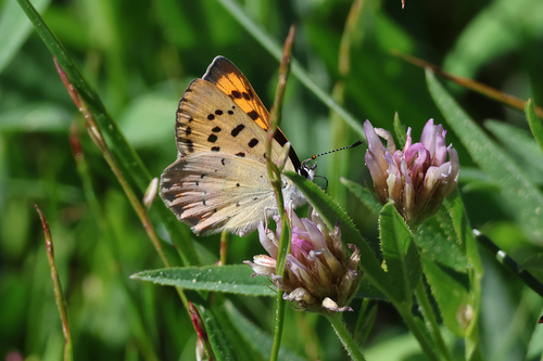 iNaturalist observation photo of Lilac-bordered Copper