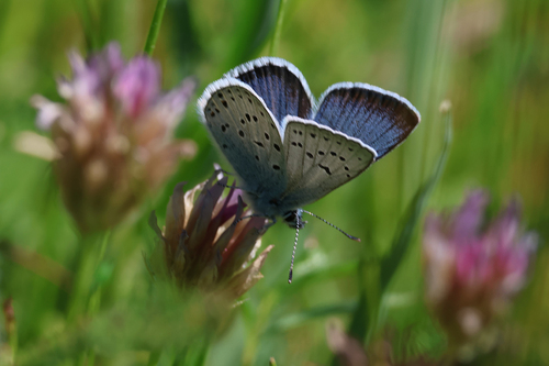 iNaturalist observation photo of Greenish Blue
