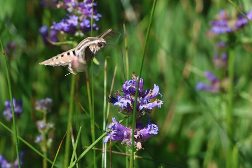 iNaturalist observation photo of White-lined Sphinx