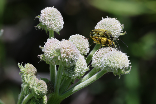 iNaturalist observation photo of Yellow Velvet Beetle
