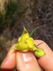 Calochortus pulchellus