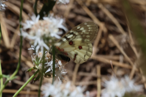 iNaturalist observation photo of Clodius Parnassian