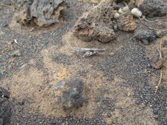 Oedipoda canariensis