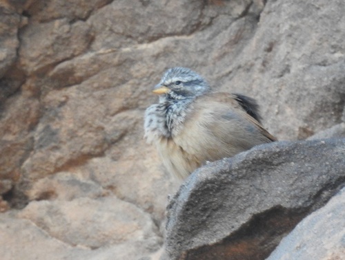 Escribano sahariano (Emberiza sahari)