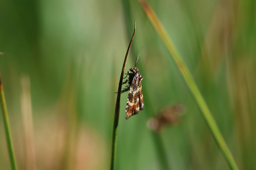 iNaturalist observation photo of Pyralid and Crambid Snout Moths
