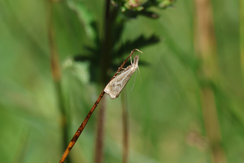 iNaturalist observation photo of Grass-veneers and Allies