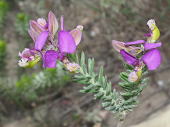 Polygala peduncularis