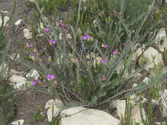Polygala peduncularis