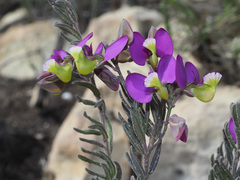 Polygala peduncularis