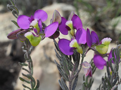 Polygala peduncularis