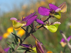 Polygala peduncularis