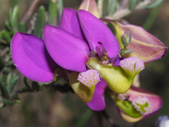 Polygala peduncularis