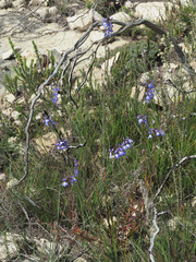 Lobelia valida