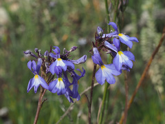 Lobelia valida