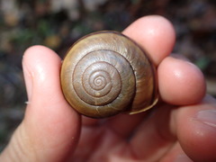 Helminthoglypta willetti