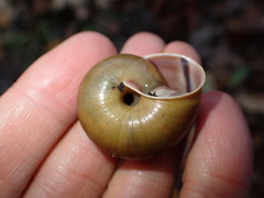 Helminthoglypta willetti
