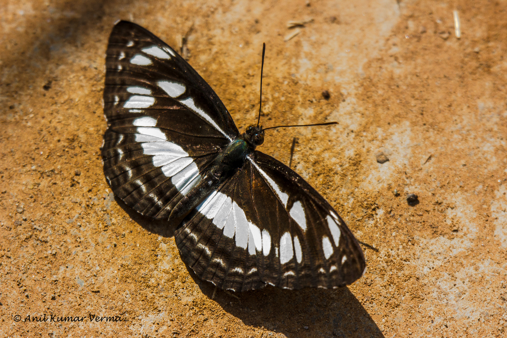 Chestnut-streaked Sailer