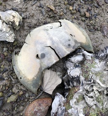 Carcinoscorpius rotundicauda