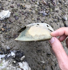 Carcinoscorpius rotundicauda