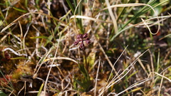 Tofieldia coccinea