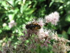 Eristalis horticola
