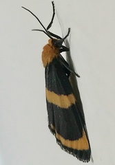 Eudesmia menea