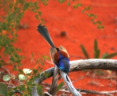 Malurus assimilis assimilis