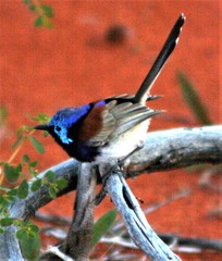 Malurus assimilis assimilis