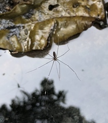 Smeringopus pallidus