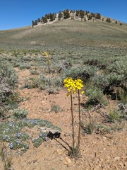 Erysimum capitatum var. purshii