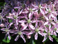 Allium nigrum