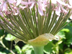 Allium nigrum