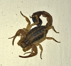 Tityus columbianus