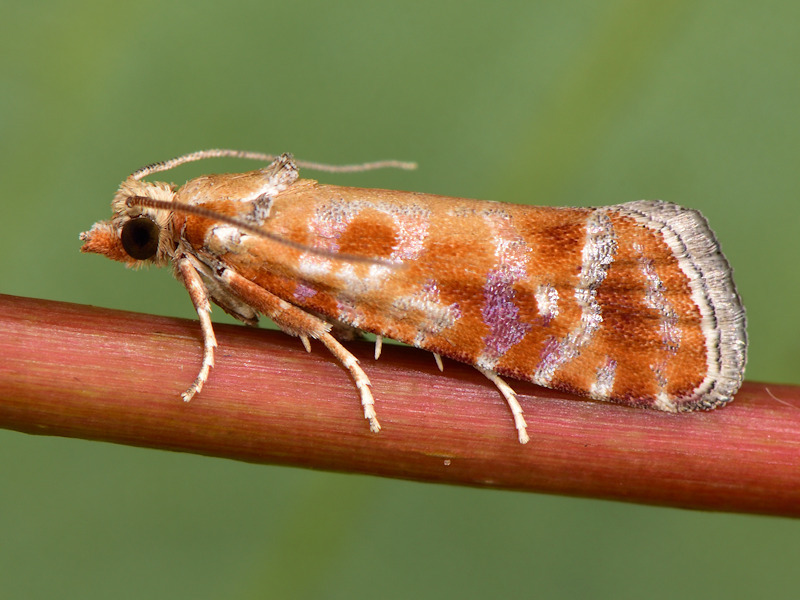 Pine Tip Moths